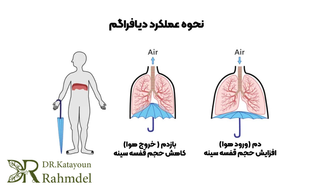 نحوه عملکرد دیافراگم