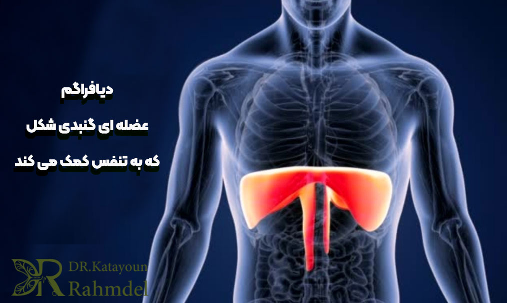 دیافراگم چیست