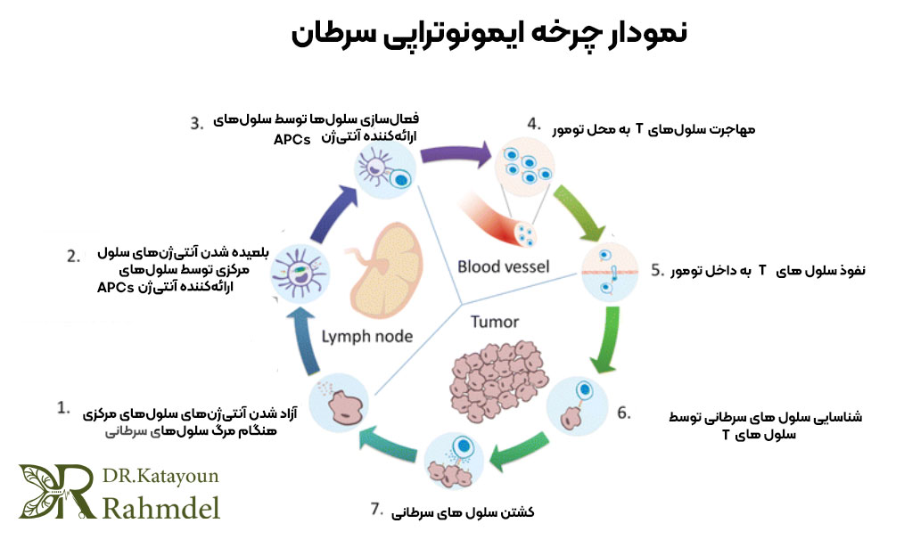 نمودار چرخه ایمونوتراپی سرطان